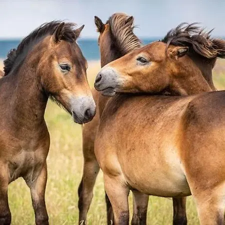 別荘 Quiet In House By The South Funen Archipelago *